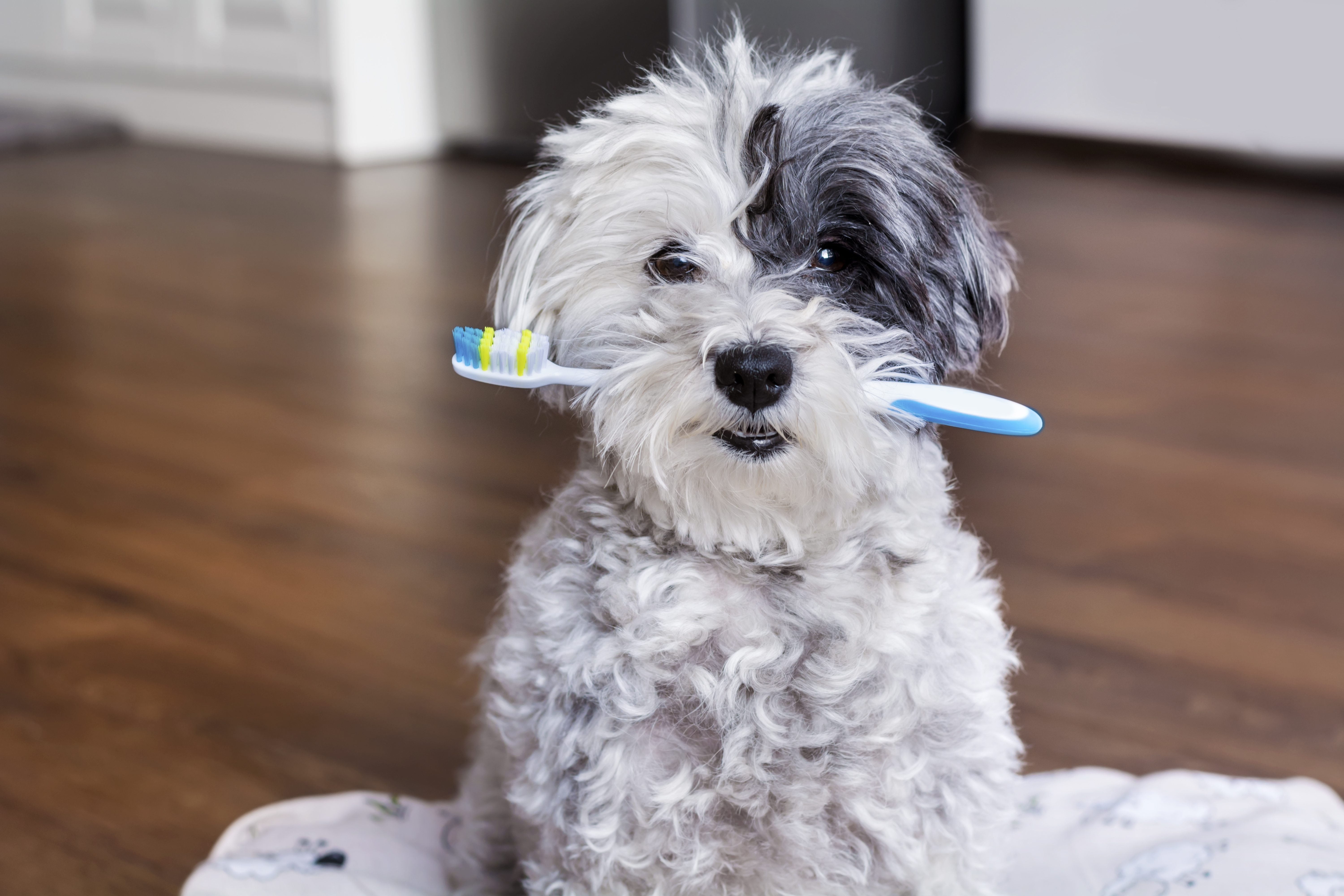 歯ブラシを口にくわえた犬の写真